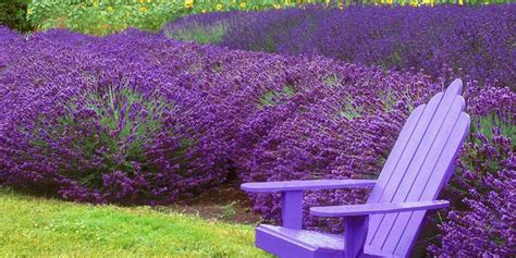 Top Plants That Repel Mosquitoes and Fleas | GardenAxis.com