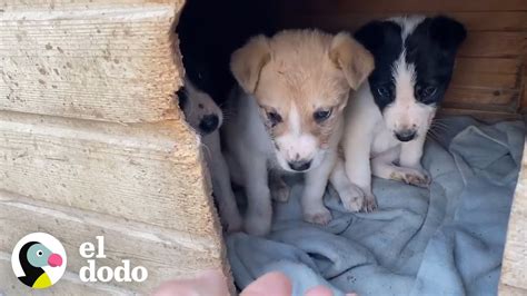 Rescate De Tres Perritos Abandonados En Una Caja Son Rescatados El