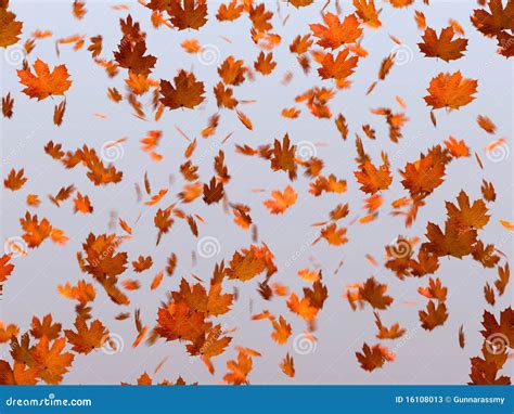 Falling Maple Leaves Stock Illustration Illustration Of Maple 16108013