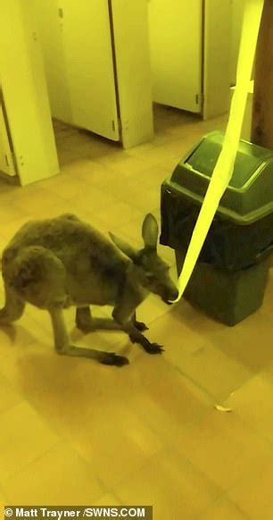 Astonished Brit Stumbles Across Two Kangaroos Munching On Toilet Roll