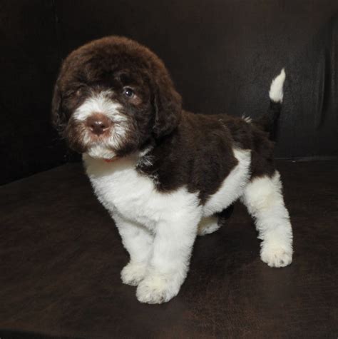 Ike has such a great temperament and loves everyone. Puppies for sale - Australian Labradoodle, Australian ...