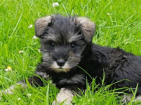 Kc Miniature Schnauzer Puppies Offer ?150