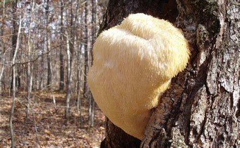 The 9 Weirdest Mushroom And Fungi Species In The World