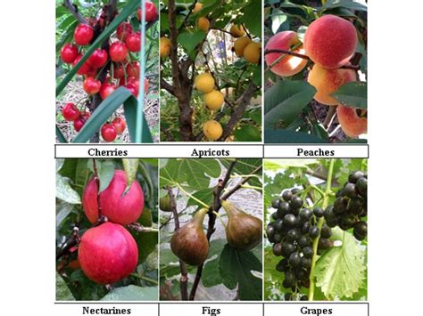 Fruit Trees For Zone 8 10 Fastest Growing Fruit Trees For Your