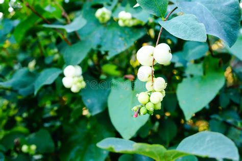 Snowberry Waxberry Or Ghostberry Plant In Arnold Arboretum Of Harvard