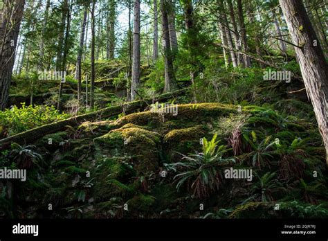 Pacific Northwest Rainforest Stock Photo Alamy