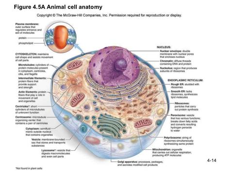 We did not find results for: Animal cell analogy | Cellula animale, Quaderni ...