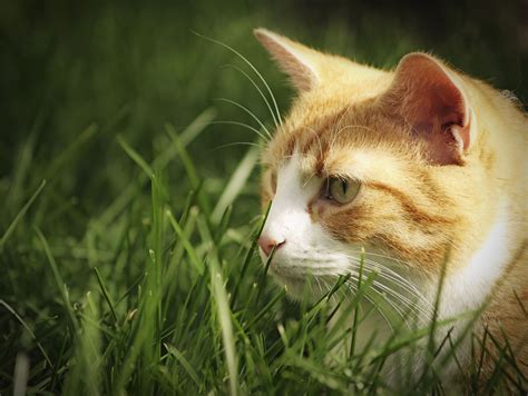 In congenital cases, the cause may be unknown, or it may be the result of a genetic developmental abnormality that causes inadequate nerve function. ボード「ねこさん/ Cats/ Katzen」のピン