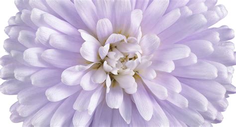 Aster Showmakers Lilac Sunset Product On Thursd