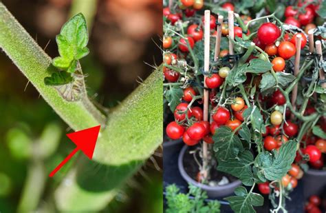 How To Prune Tomato Plants For A Higher Yield This Year