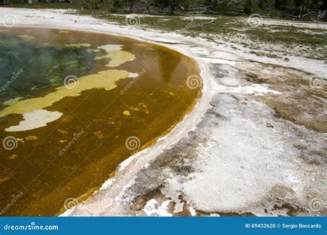 Geyser In Yellowstone Stock Photo Image Of Vegetation 89432620