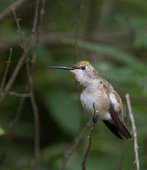 Flickriver Photoset Black Chinned Hummingbird By Sarbhlohharjeet