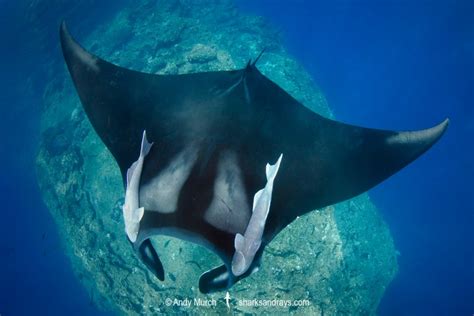 Giant Oceanic Manta Ray Profile Traits Facts Care Seafish
