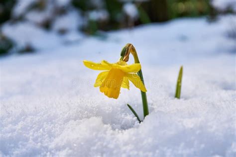 Close Up Of Blooming Daffodil In Snow Stock Photo Image Of Flower