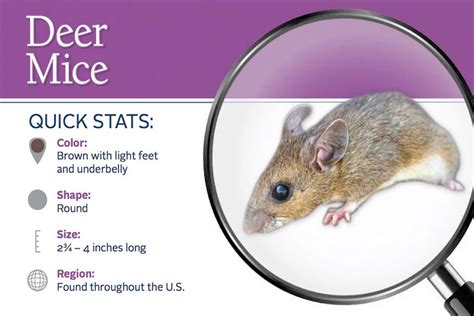 The Southern Ute Drum State And Regional Cases Of Hantavirus Reported