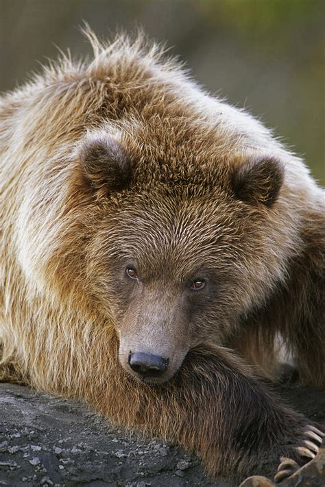 Brown Bear Laying Down At Alaska Photograph By Doug Lindstrand