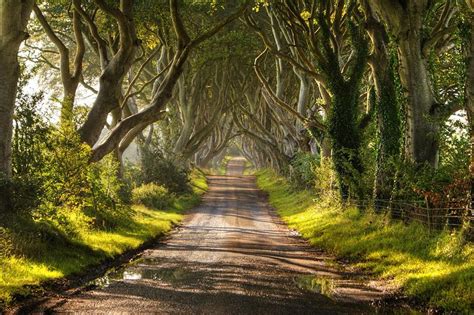 The 20 Most Magical Tree Tunnels You Will Ever See I Wish I Was