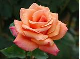 Images of Peach Climbing Rose