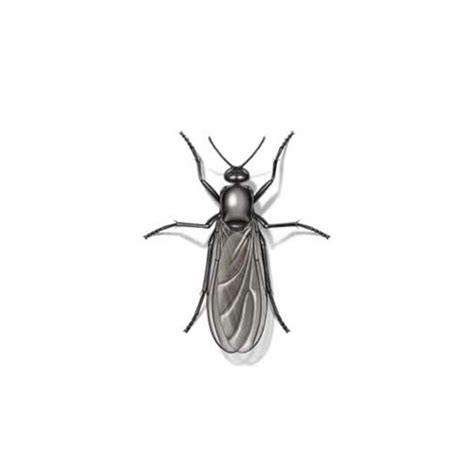 Gnat Fly Identification Habits And Behavior Florida Pest Control