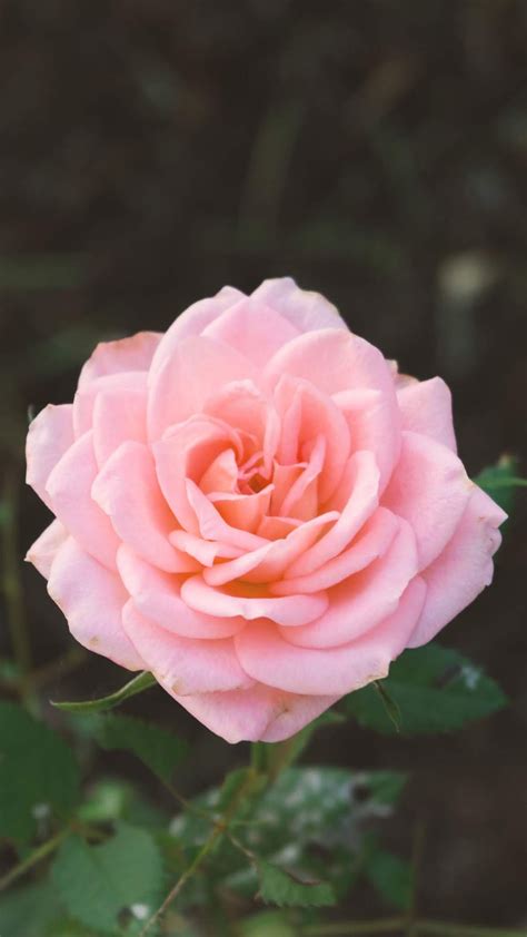Aesthetic Pink Rose