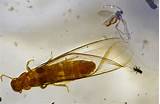 Photos of Termite Isoptera
