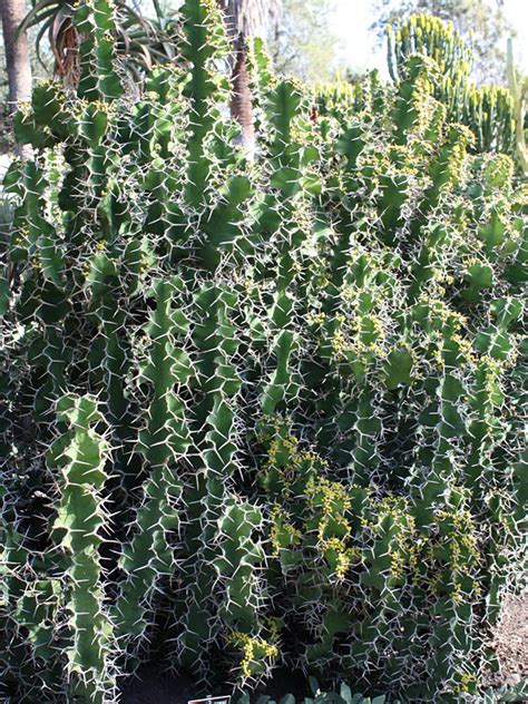 Here are the basic elements of caring for these elegant. Euphorbia Grandicornis Cow Horn Cactus (euphorbiaceae ...