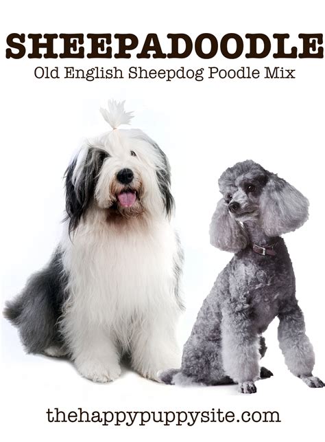 Sheepadoodle The Old English Sheepdog Poodle Mix Breed
