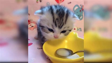Baby Cats Cute And Funny Baby Cat Videos Compilation Animalsx