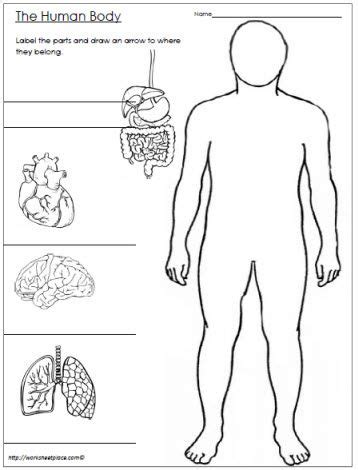 Part 1 exam april 4, 2019. Human Body Worksheet | Human body worksheets, Human body ...