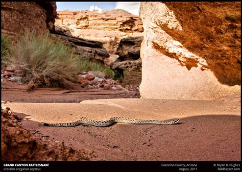 Grand Canyon Rattlesnake Project Noah