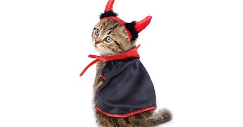 Every Halloween Cat Parents Who Absolutely Love To Dress Up Their Pets