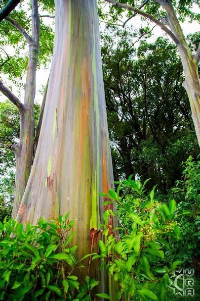 Rainbow Eucalyptus Trees Maui Eucalyptus Forest