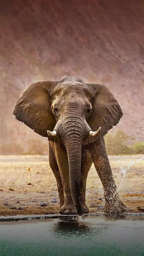 Elephant Wild Animals Pictures Majestic Animals Elephants Photos