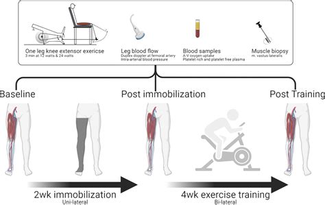 The Impact Of Lower Limb Immobilization And Rehabilitation O