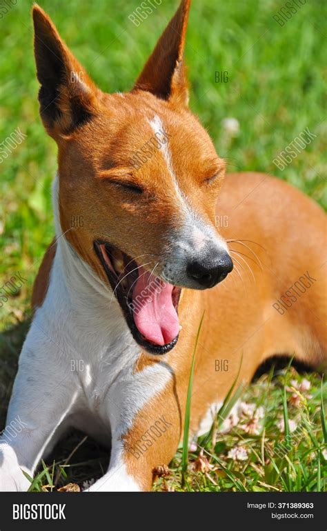 Red Basenji Dog Image And Photo Free Trial Bigstock