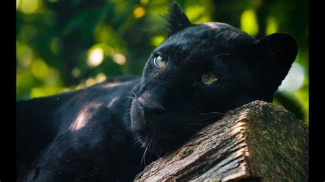 Panther Spirit Animal Meaning Youtube