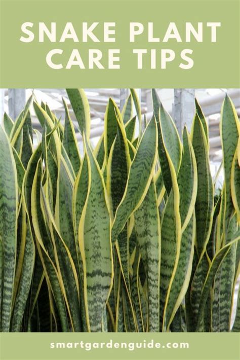 Snake Plant Care Tips Learn How To Grow And Care For Sansevieria