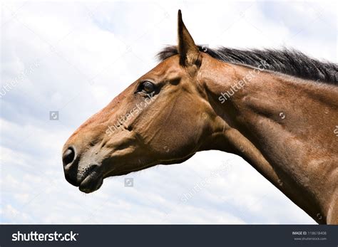 Pin On Horses