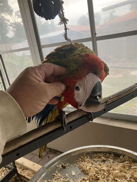 Jubilee macaw baby