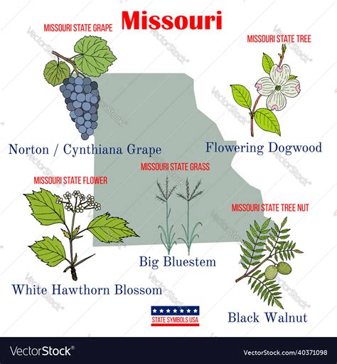 Missouri Set Of Usa Official State Symbols Vector Image