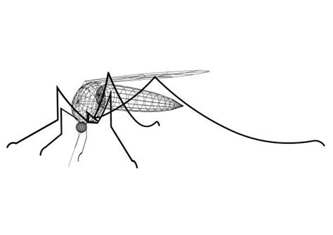 Gnat Drawing Stock Photos Pictures And Royalty Free Images Istock