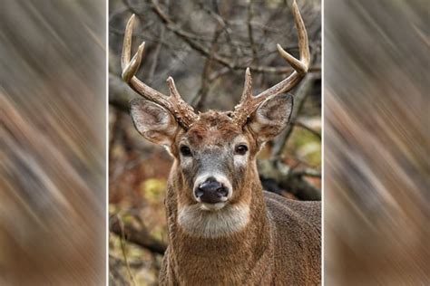 What Does Wisconsins Deer Management Assistance Program Look Like