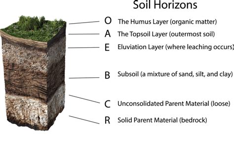 The Significance Of Soil Part II