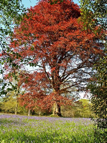 Copper Beech Thats A Beautiful Tree I Love The Copper Flickr