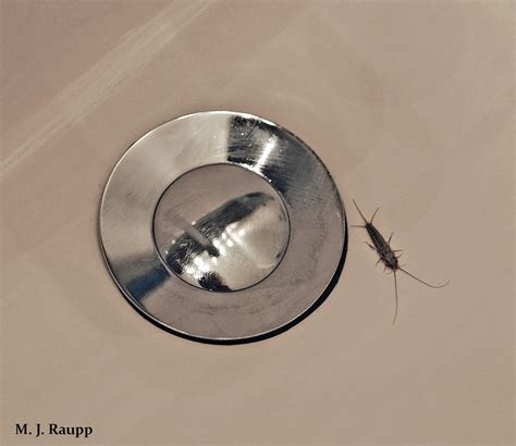 Ancient Insect In A Modern World Silverfish Lepismatidae — Bug Of The