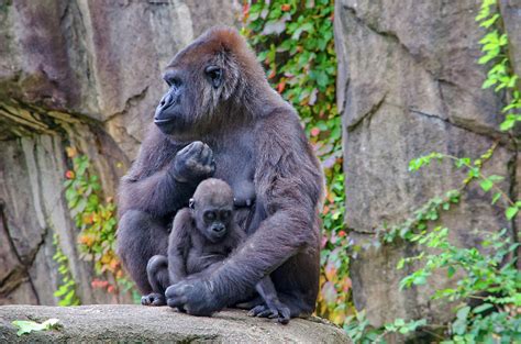 Gorillas Mother And Child Photograph By Ina Kratzsch Pixels