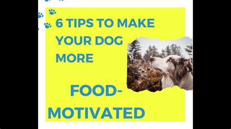 3 Ways To Get Your Non Food Motivated Dog To Eat Ask Pet Guru