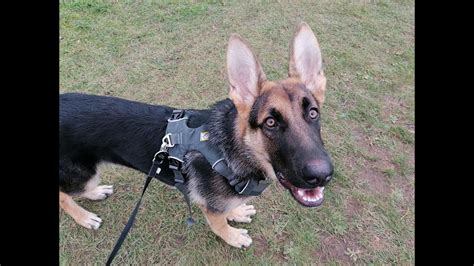 Bruce The 5 Month Old German Shepherd Puppy 4 Weeks Residential Dog
