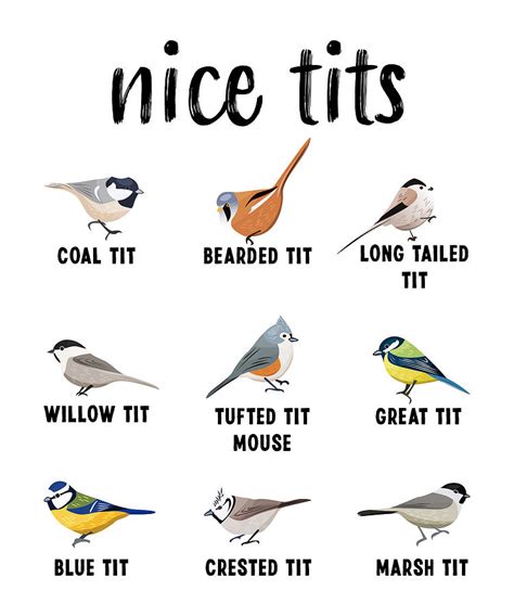 Nice Tits Tufted Titmouse Bird Watching T Funny Digital Art By P A