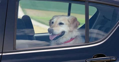 Emergency Crews Rescue Caged Dogs Locked Inside Van In Sweltering Heat